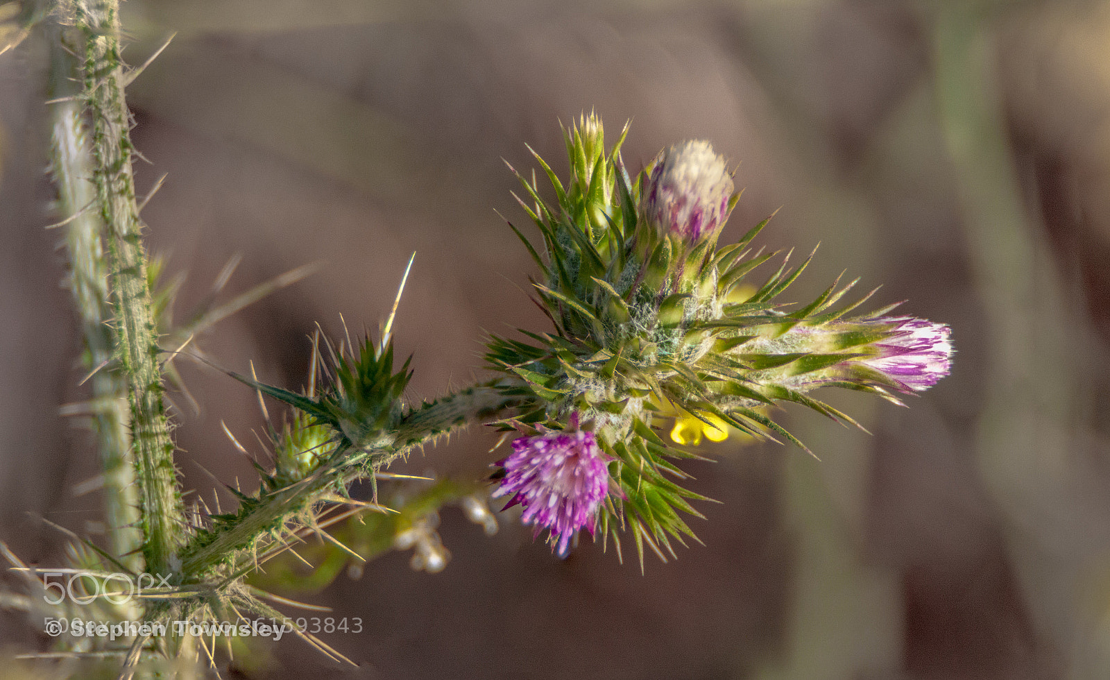 Canon EOS 50D sample photo. Edit photography