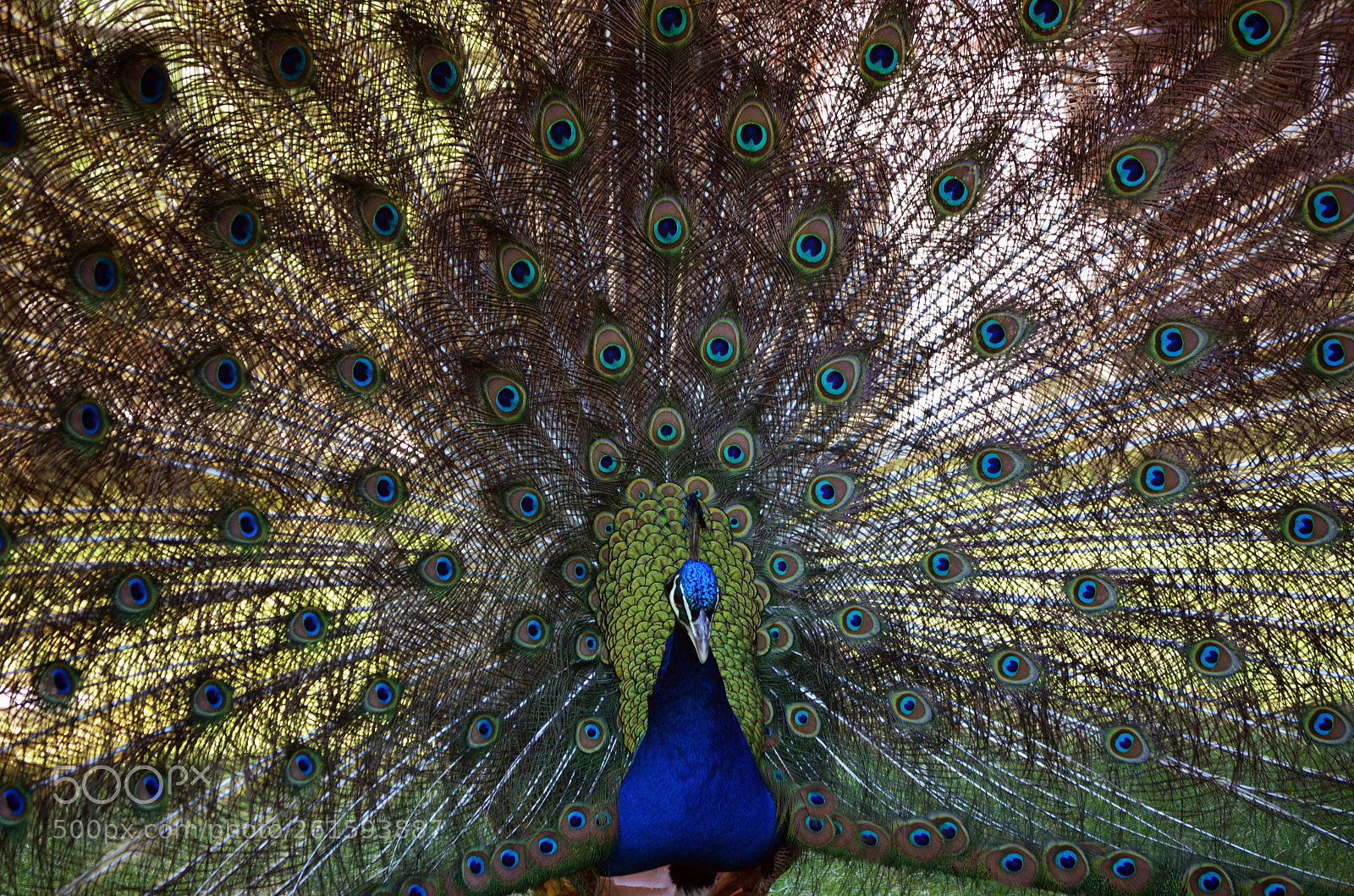 Nikon D5100 sample photo. Peacock photography