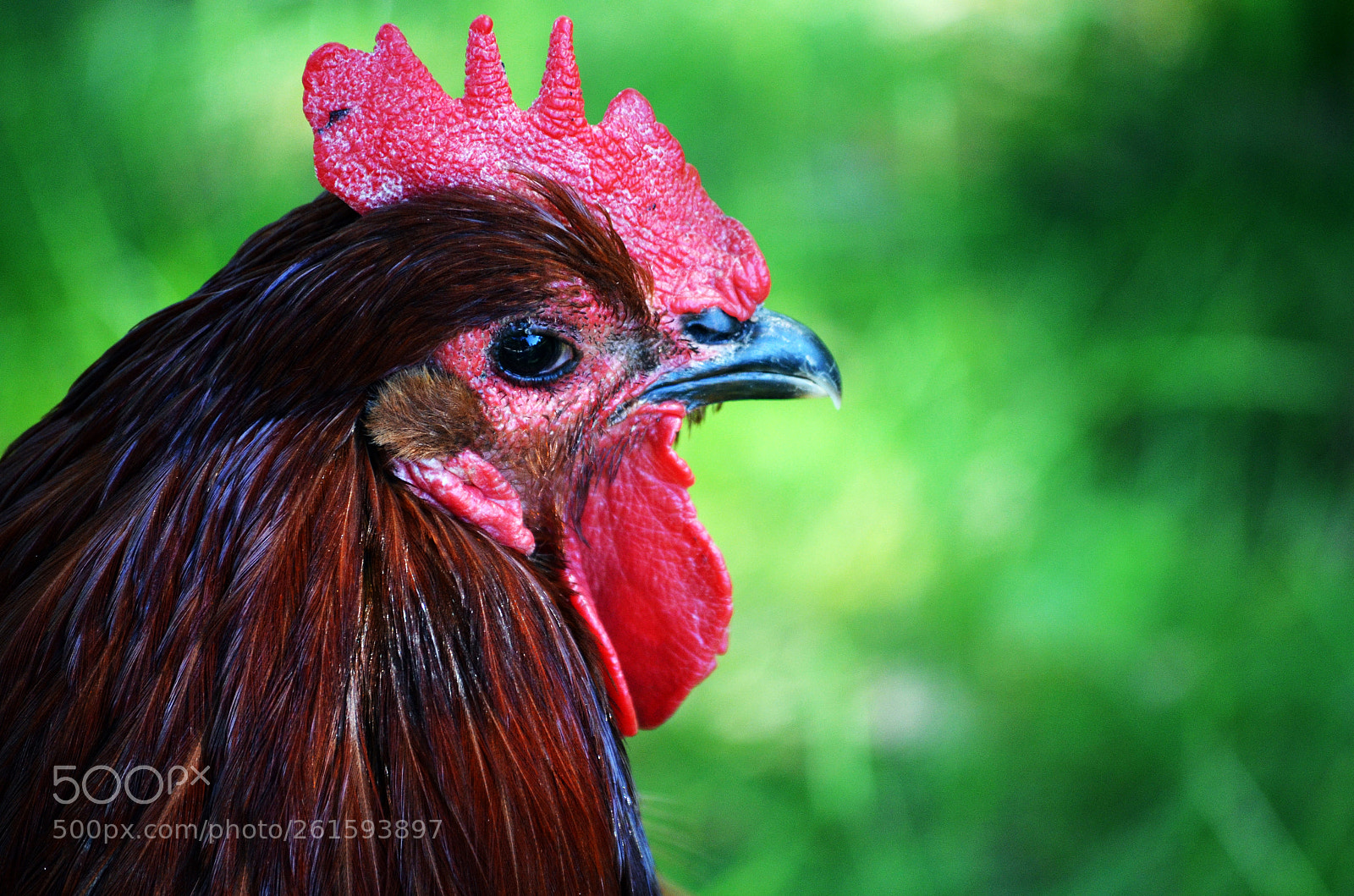 Nikon D5100 sample photo. Rooster photography
