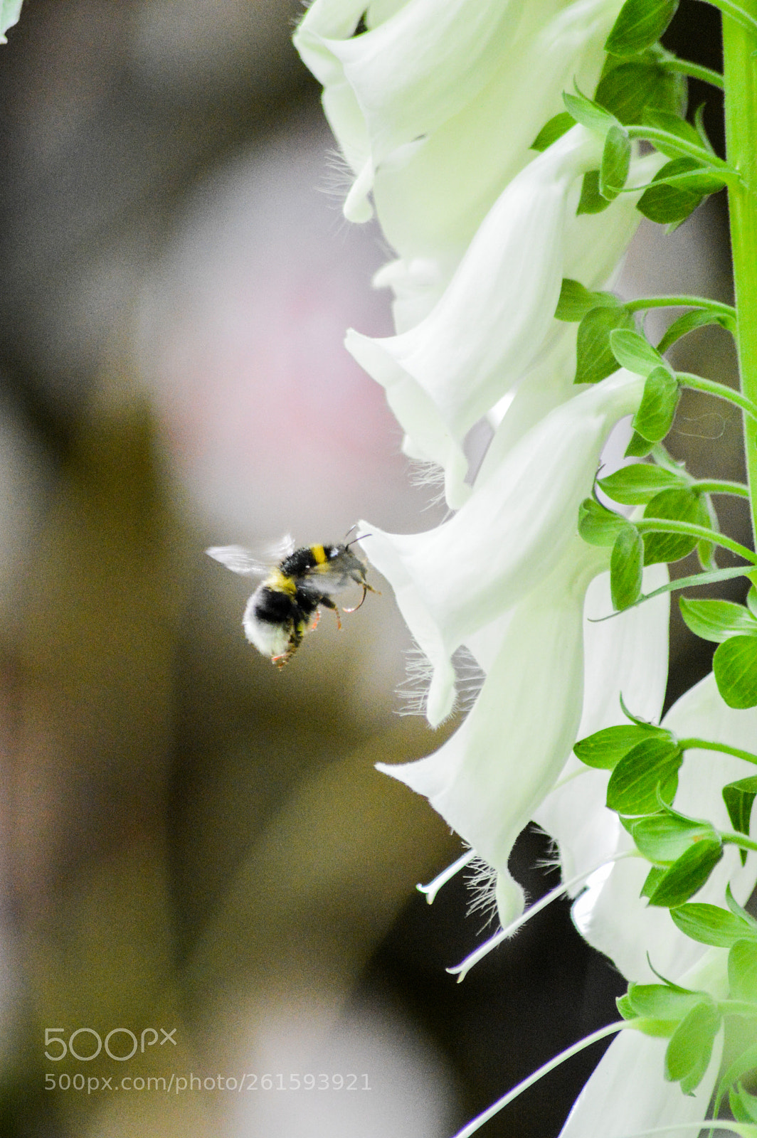 Nikon D3200 sample photo. Bumblebee & white foxgloves photography
