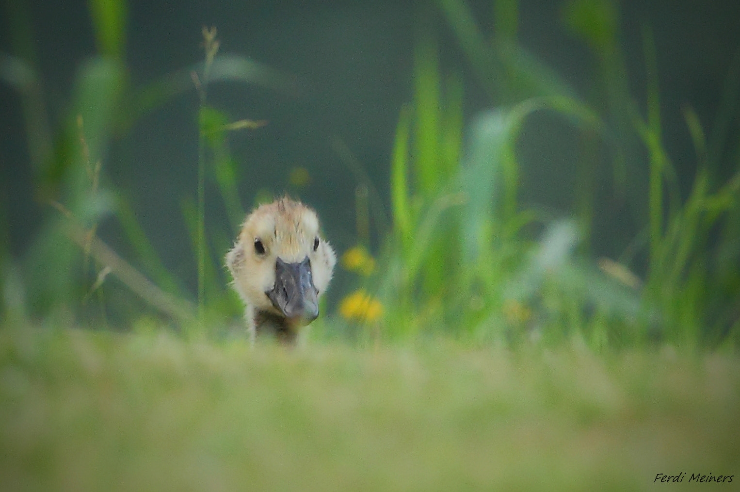 Canon EOS 60D sample photo. Er sieht mich , er sieht mich nicht, er sieht mich photography