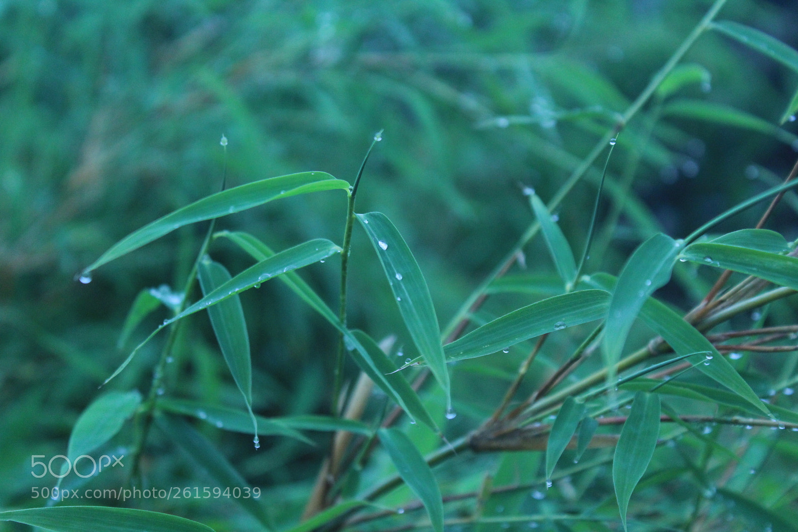Canon EOS 1300D (EOS Rebel T6 / EOS Kiss X80) sample photo. Tears don't fall photography