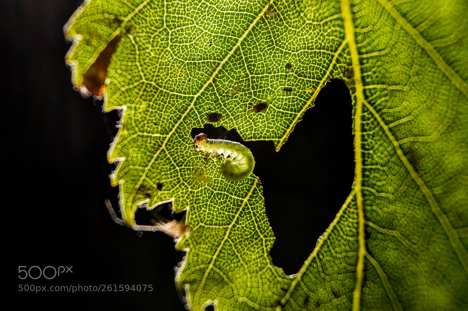 Nikon D3200 sample photo. Caterpillar on a birch photography