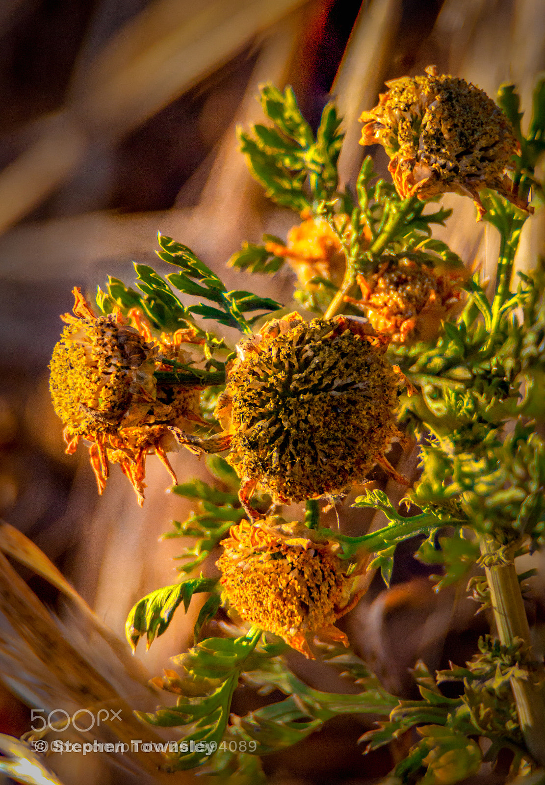Canon EOS 50D sample photo. Edit photography