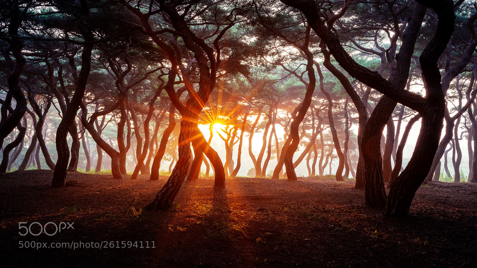 Nikon D800 sample photo. Pine forest in the photography
