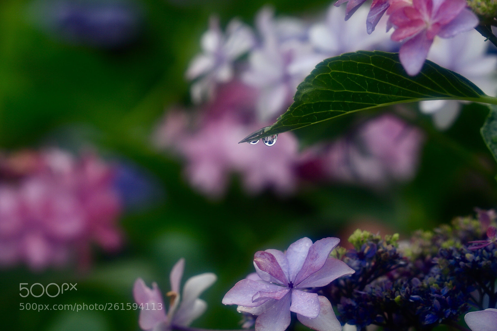 Canon EOS 6D Mark II sample photo. Raindrops photography