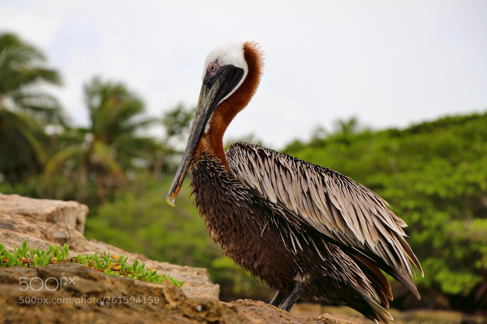 Canon EOS 650D (EOS Rebel T4i / EOS Kiss X6i) sample photo. Playa del carmen photography