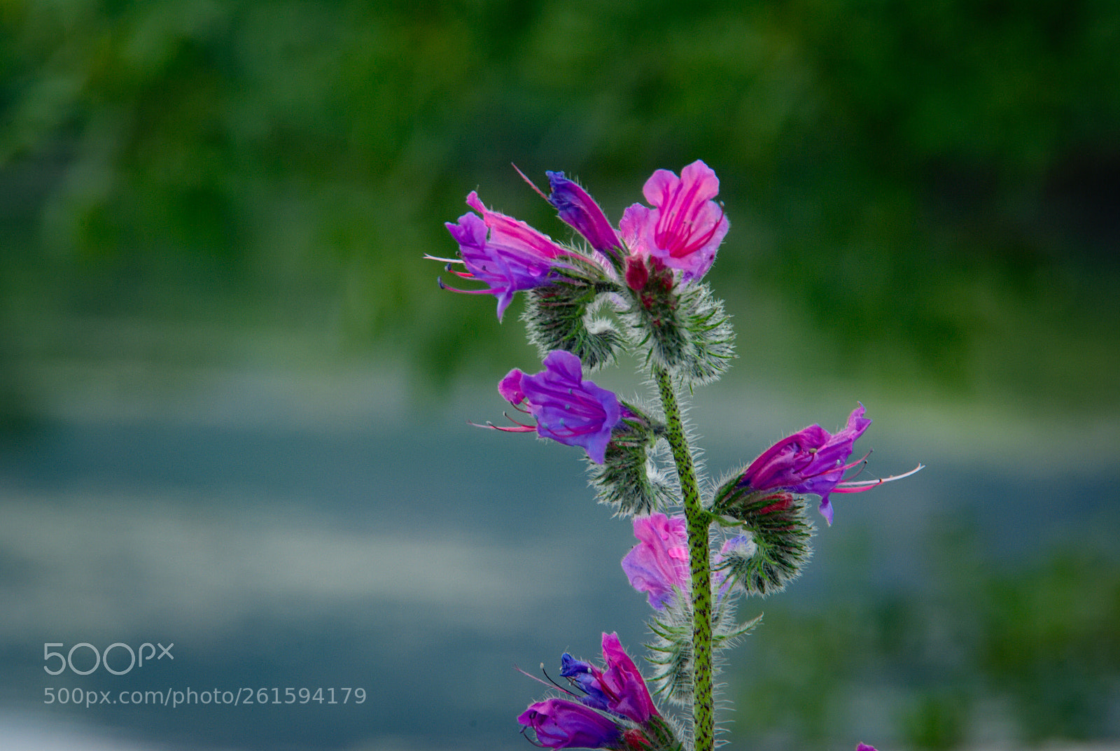 Pentax K10D sample photo. Blue and pink... photography