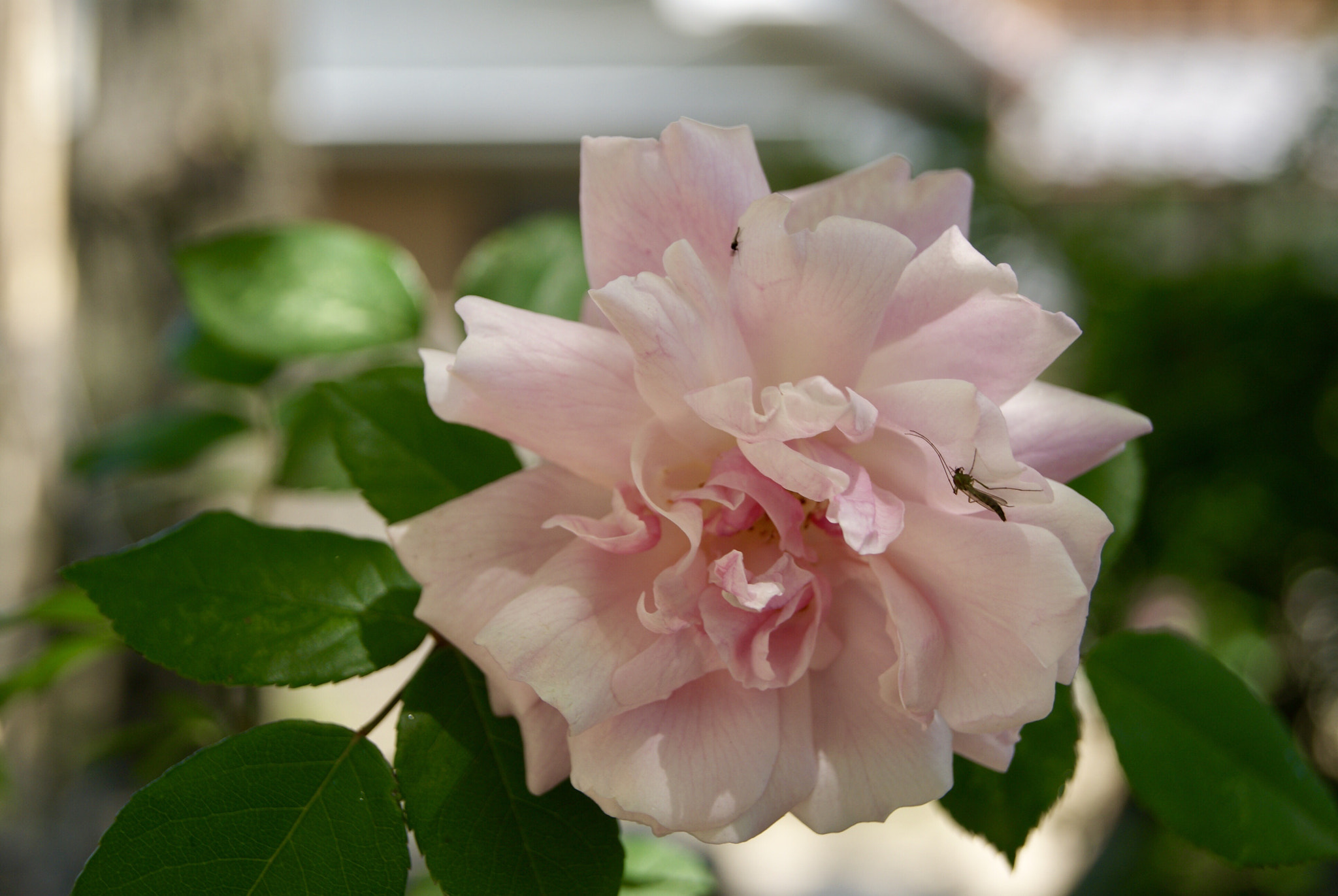 Sony Alpha DSLR-A330 sample photo. Pink flower photography