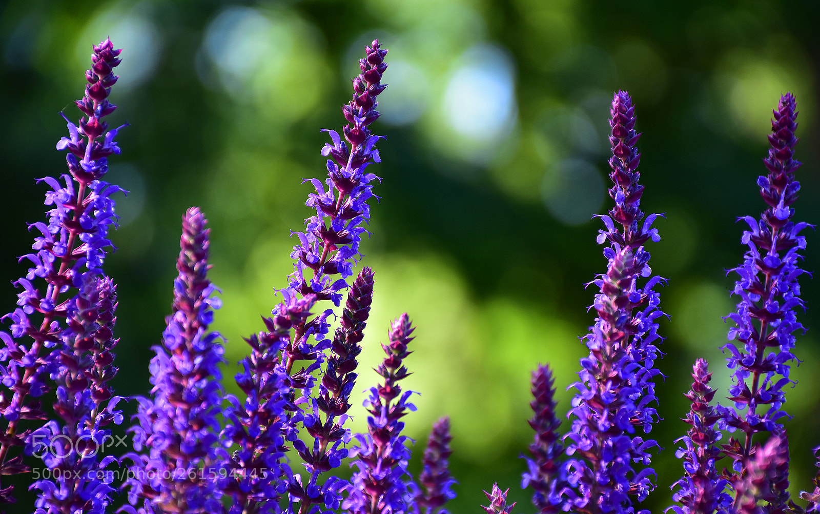 Nikon D7200 sample photo. Purple spring happiness photography