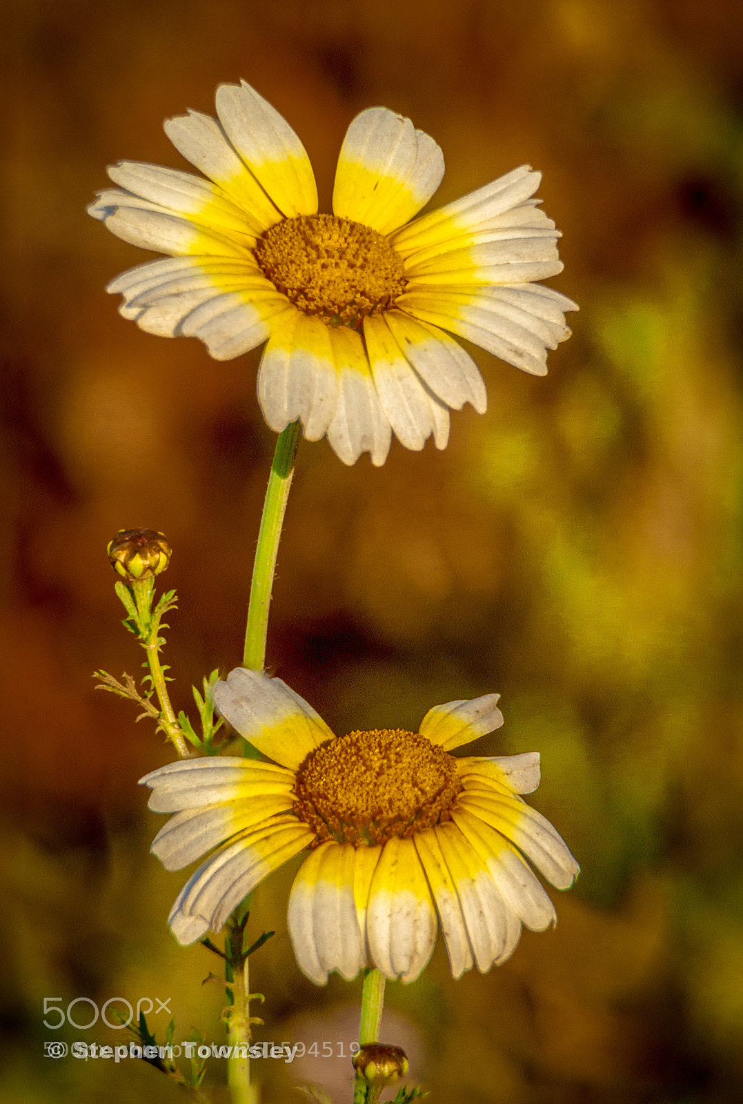 Canon EOS 50D sample photo. Edit photography
