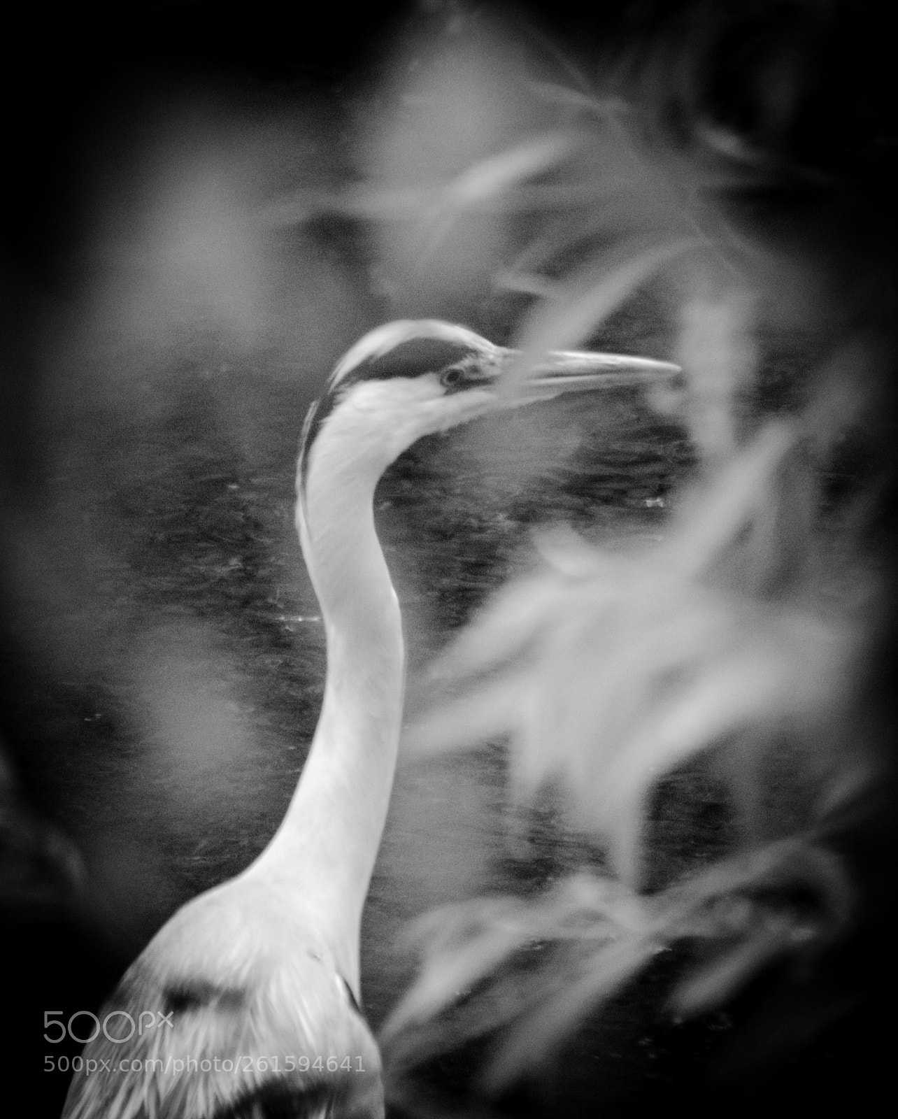 Nikon D3200 sample photo. Grey heron photography