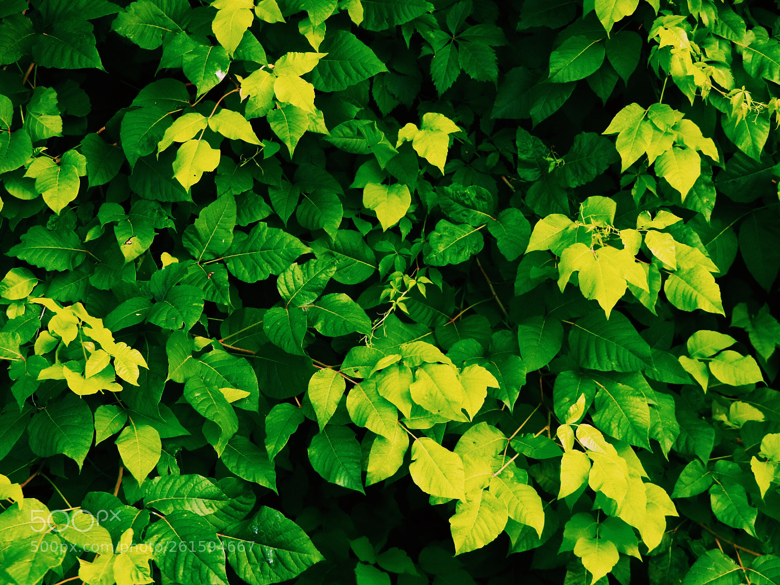 Canon EOS 80D sample photo. Untitled photography