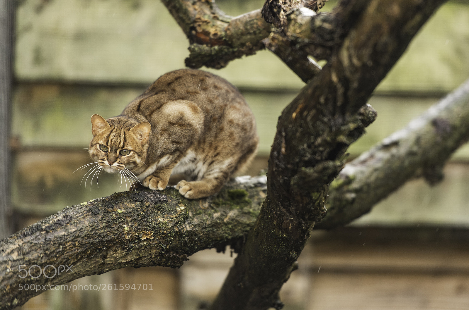 Nikon D5 sample photo. Rusty spotted cat photography