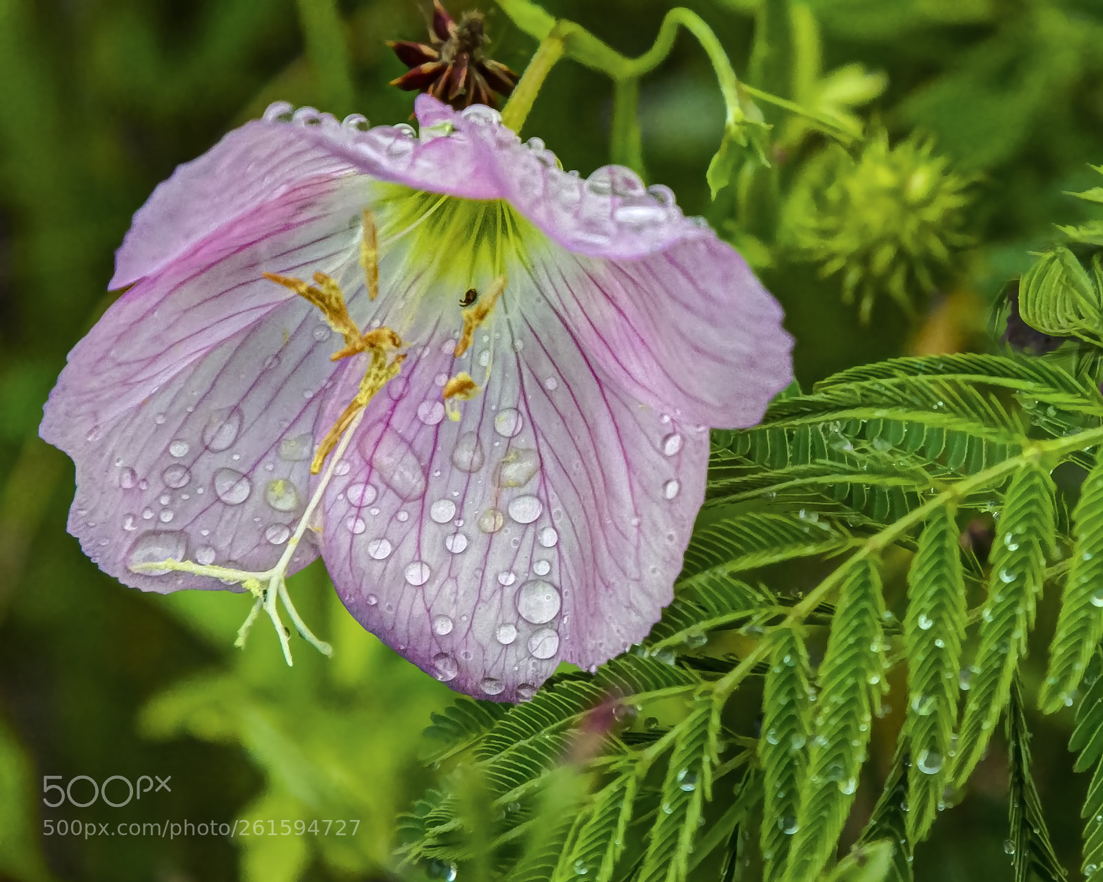Canon EOS 7D sample photo. Bespoke primrose photography
