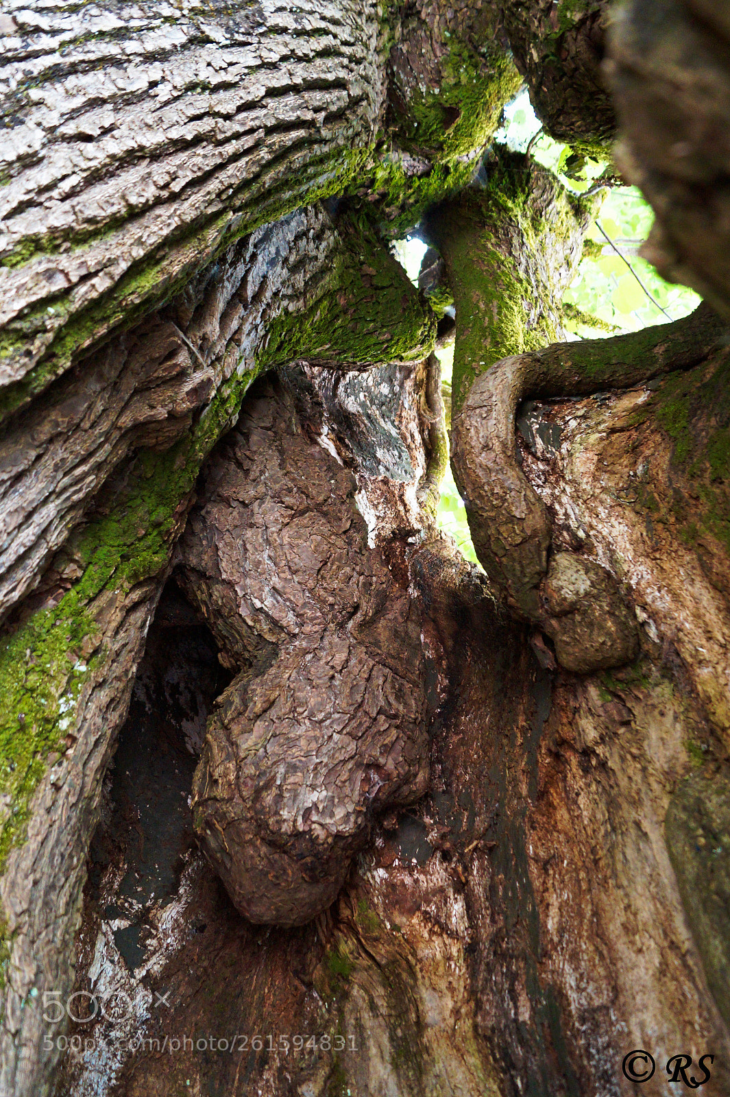 Sony SLT-A58 sample photo. 1000 years limetree photography