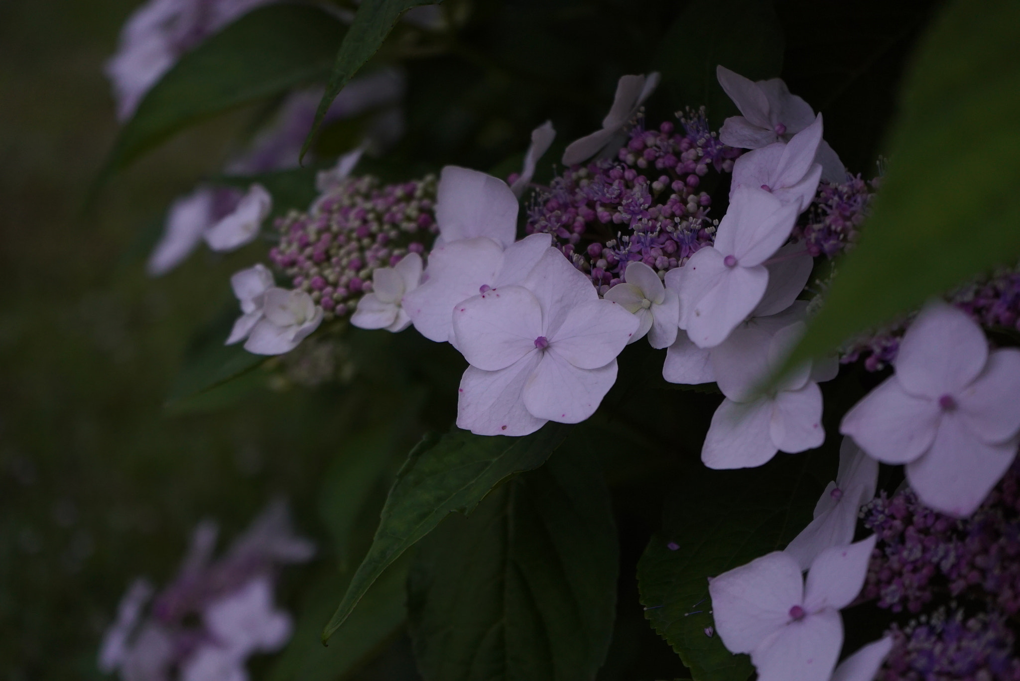 Sony a7S sample photo. Hydrangea photography