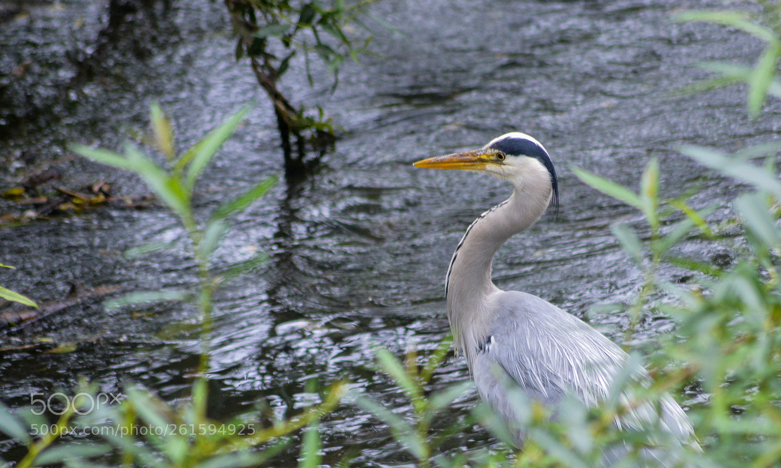 Nikon D3200 sample photo. Grey heron photography