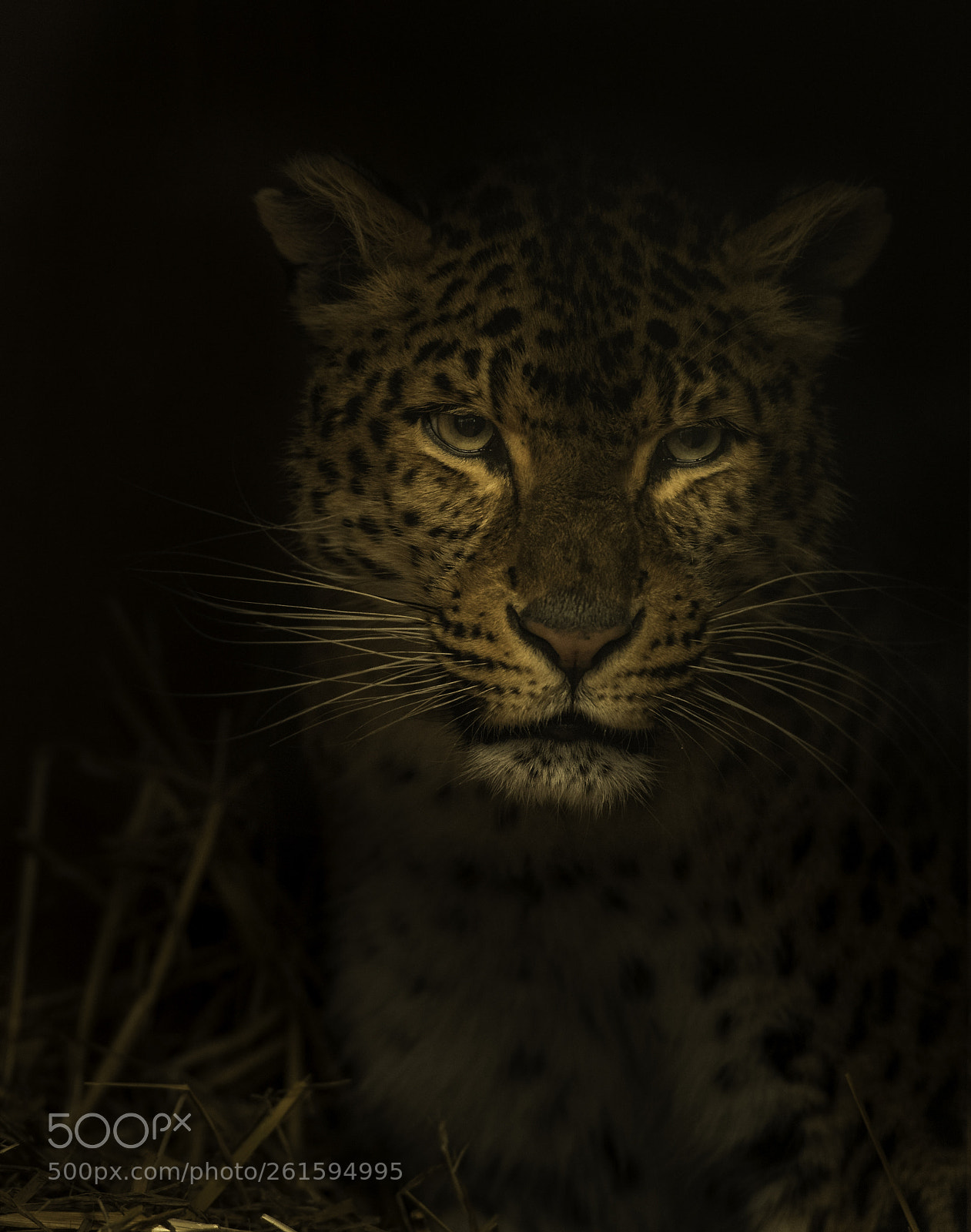 Nikon D5 sample photo. Leopard photography