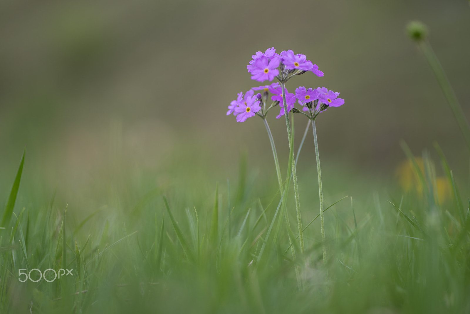 Pentax K-1 sample photo. Mehlprimel photography