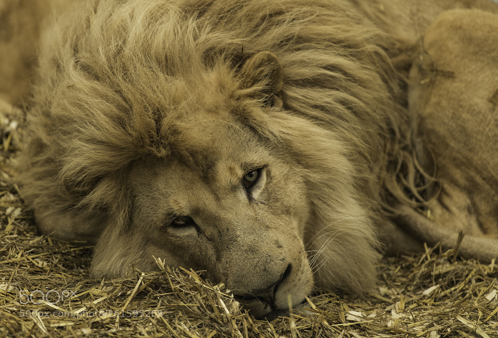 Nikon D5 sample photo. Lion photography