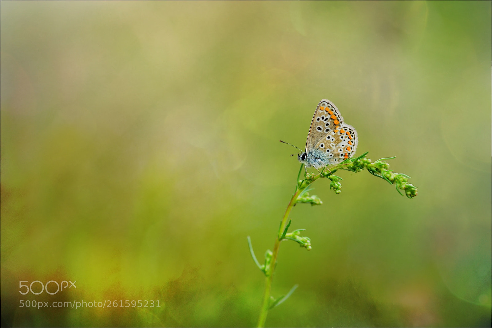 Nikon D800 sample photo. Common blue butterfly photography