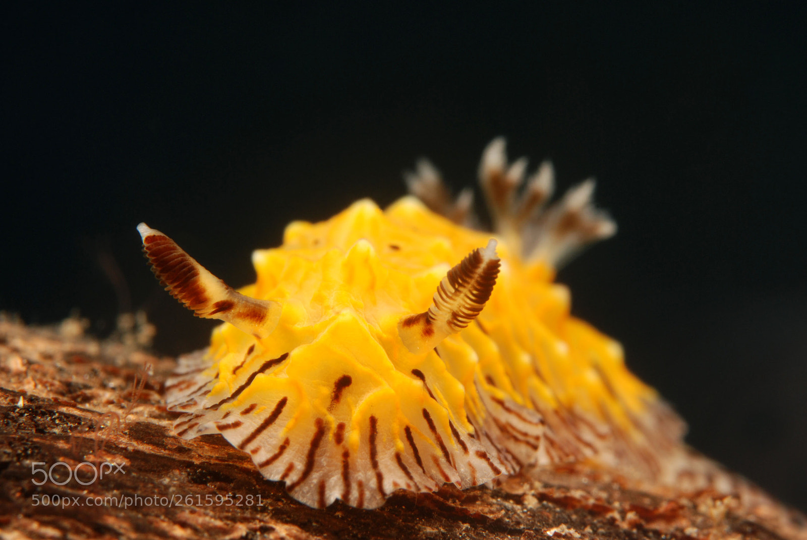 Nikon D80 sample photo. Halgerda willeyi photography