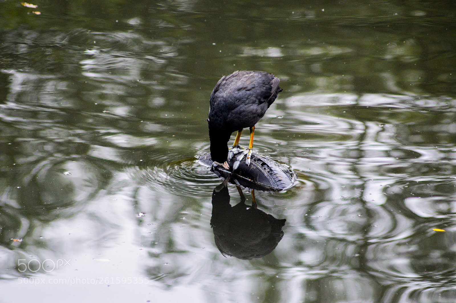 Nikon D3200 sample photo. It's a coot! photography