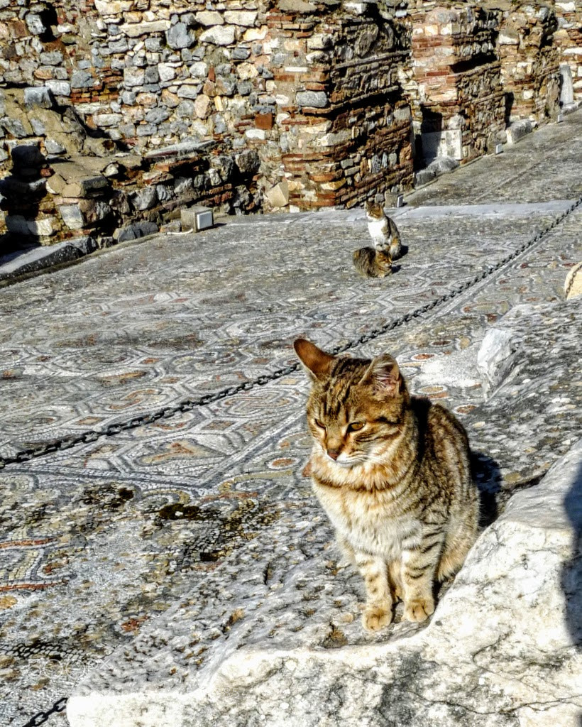 Panasonic Lumix DMC-FZ28 sample photo. Cat occupants of ephesos photography