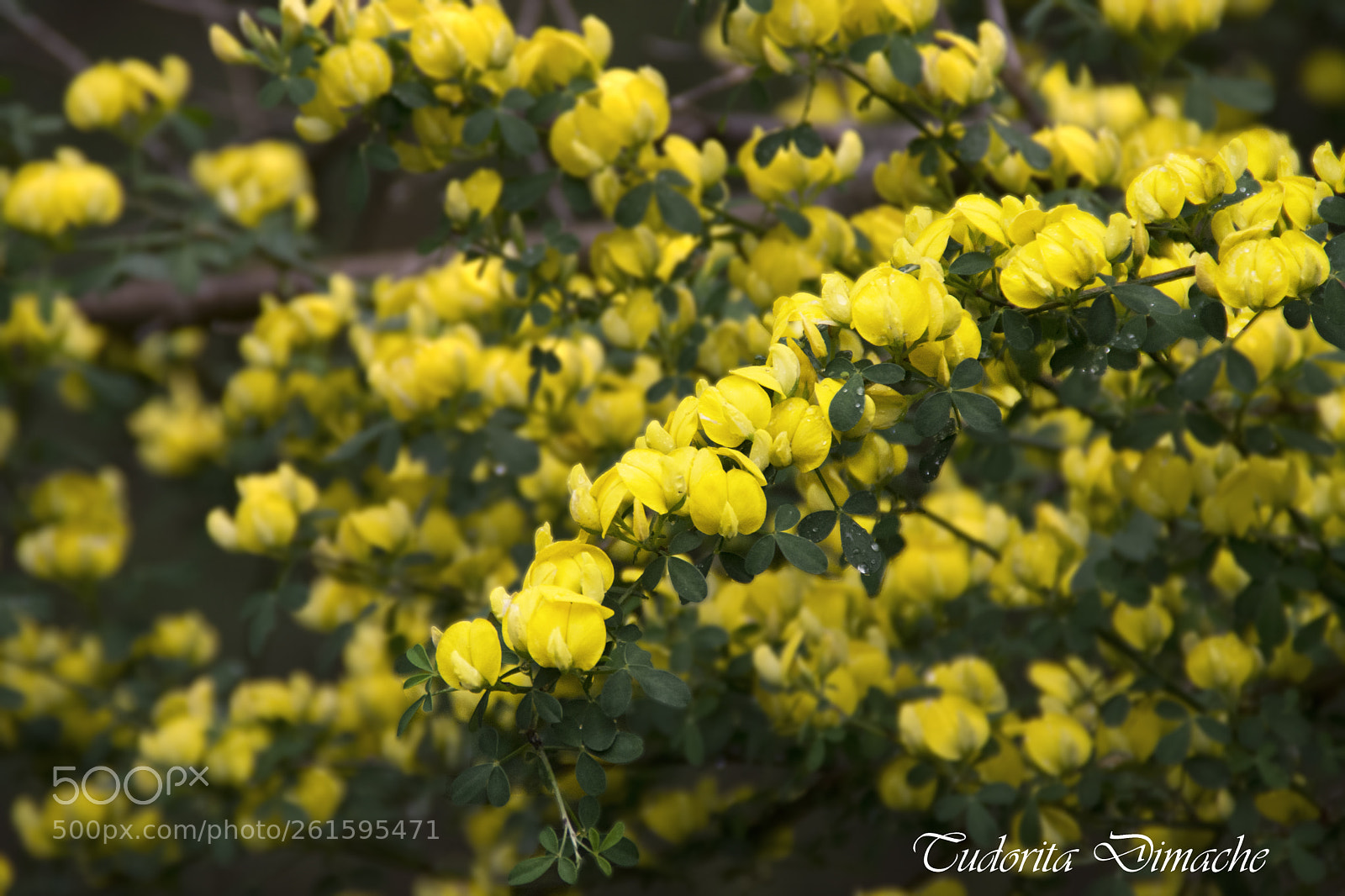 Nikon D7100 sample photo. Delight for the senses photography