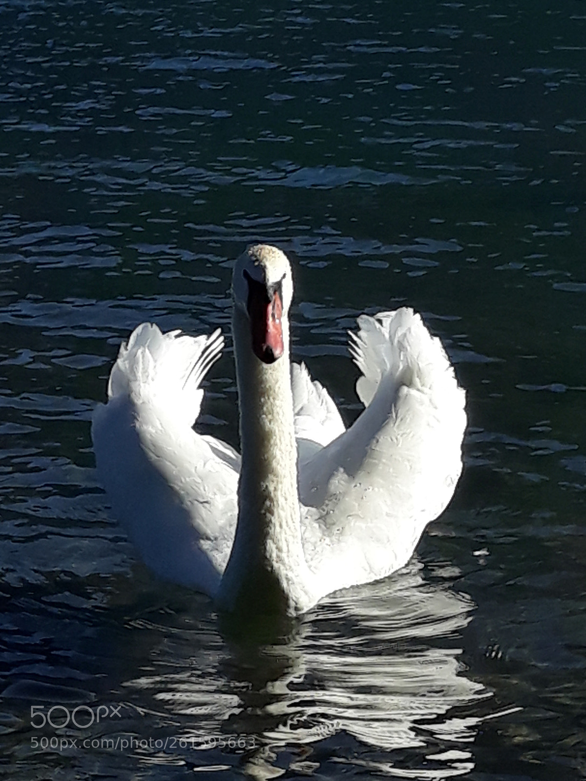 Samsung Galaxy J5 sample photo. Neugieriger schwan photography