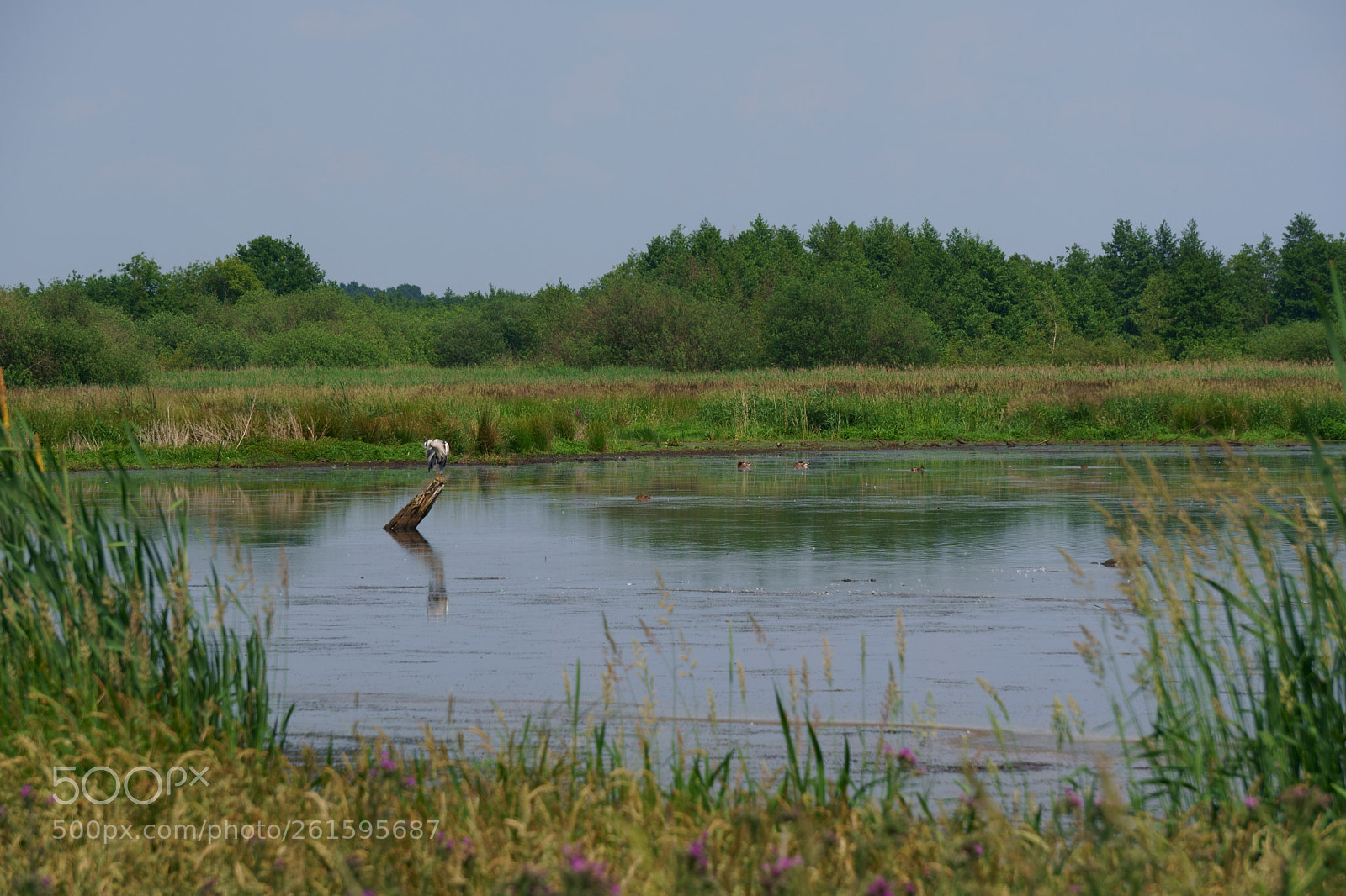 Sony a6300 sample photo. Vogel auf ast photography