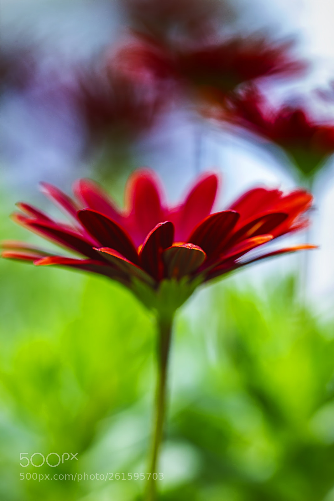 Canon EOS 700D (EOS Rebel T5i / EOS Kiss X7i) sample photo. Macro flower shot photography