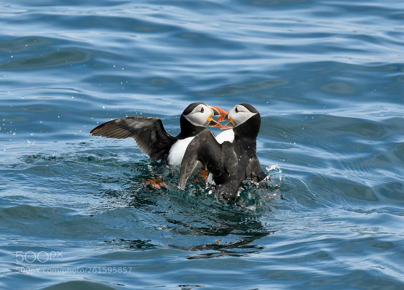 Nikon D7200 sample photo. Puffin kiss photography