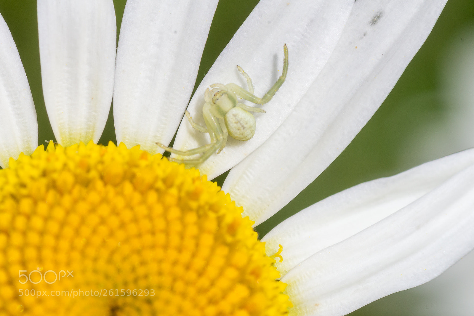 Pentax K-5 sample photo. Untitled photography