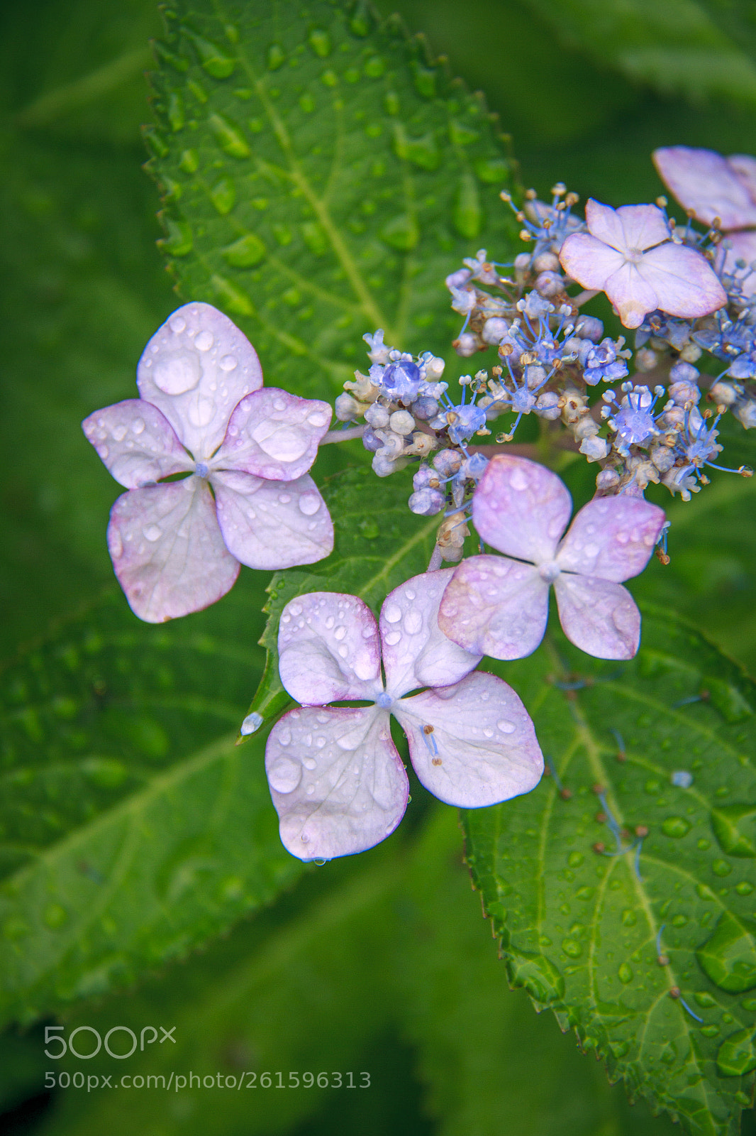 Canon EOS 7D sample photo. Its raining photography