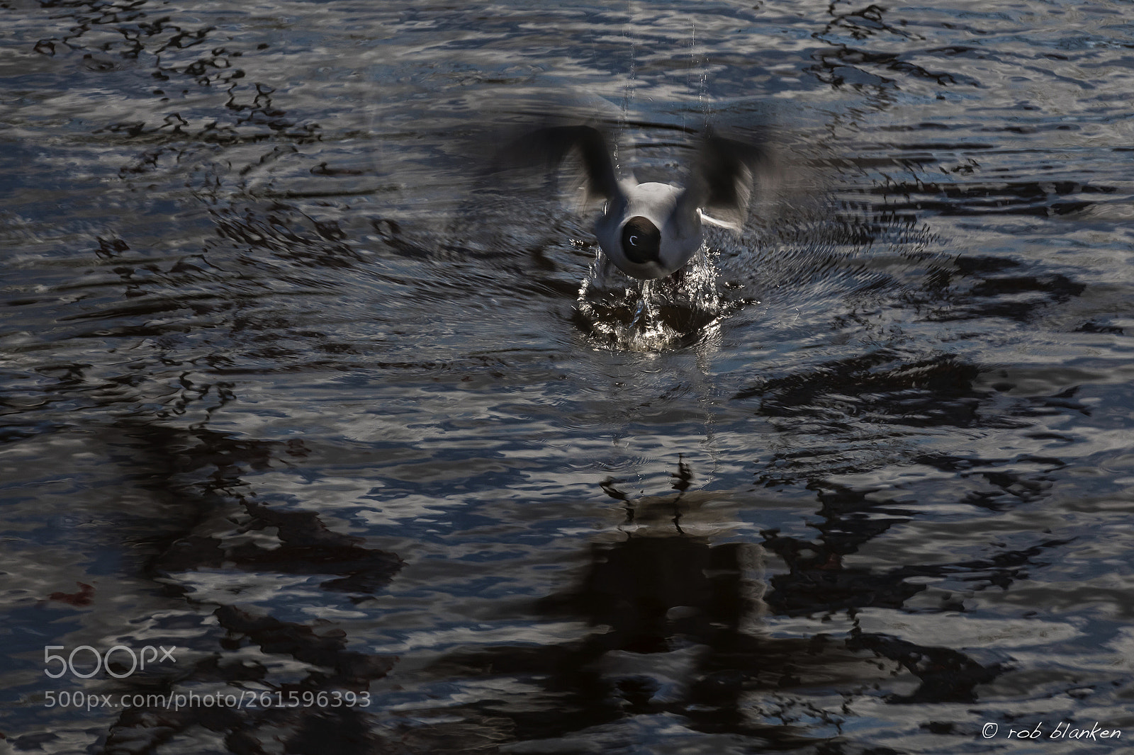 Nikon D850 sample photo. Gull photography