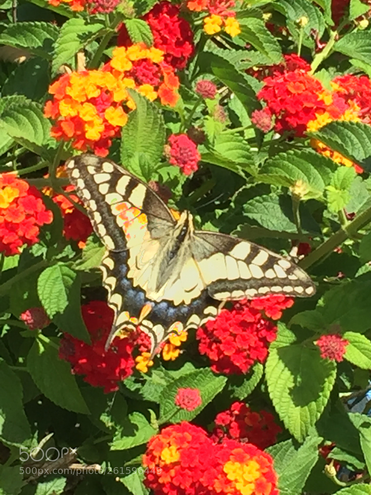 Apple iPhone 6 sample photo. Exotic butterfly photography