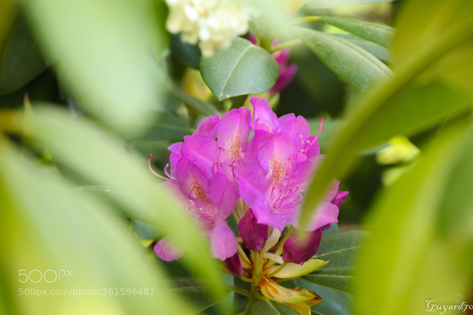 Canon EOS 80D sample photo. Fleur cachée photography