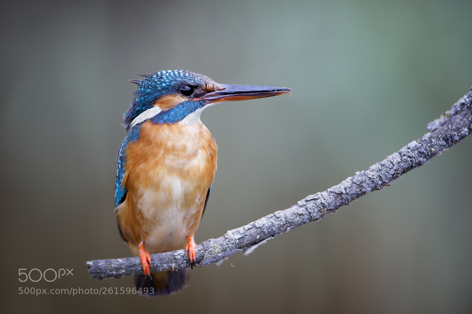 Canon EOS 5D Mark IV sample photo. Kingfisher photography