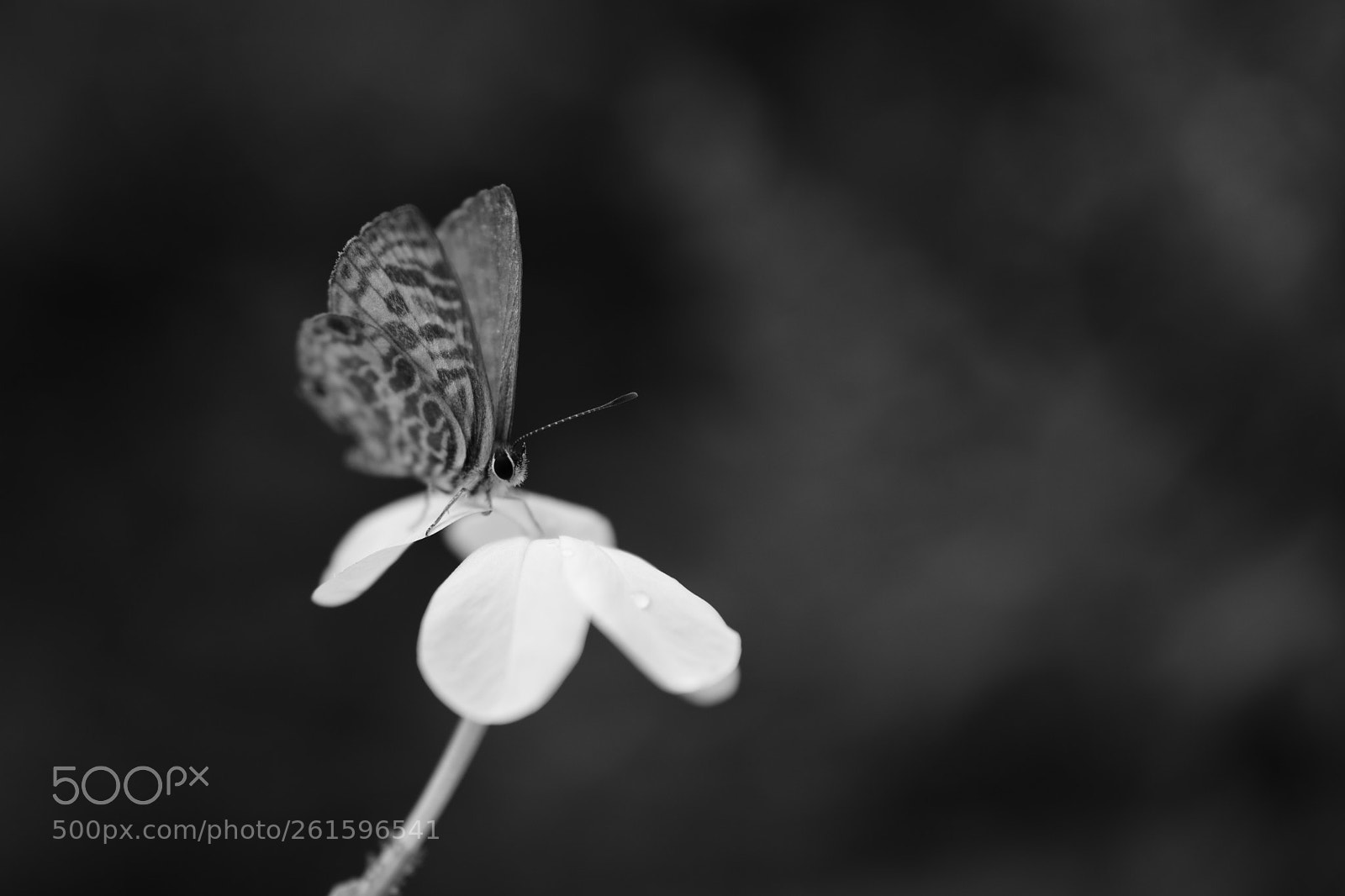 Nikon D750 sample photo. Battle-fly photography