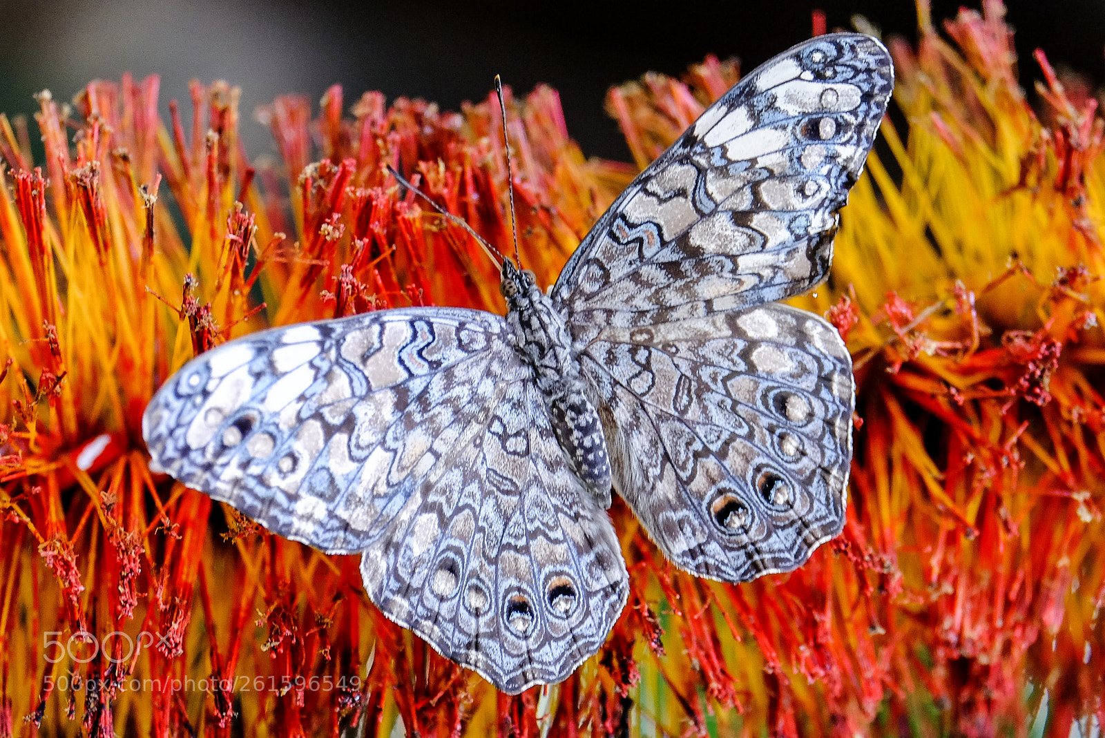 Fujifilm X-T1 sample photo. Schmetterlingspark sayn photography