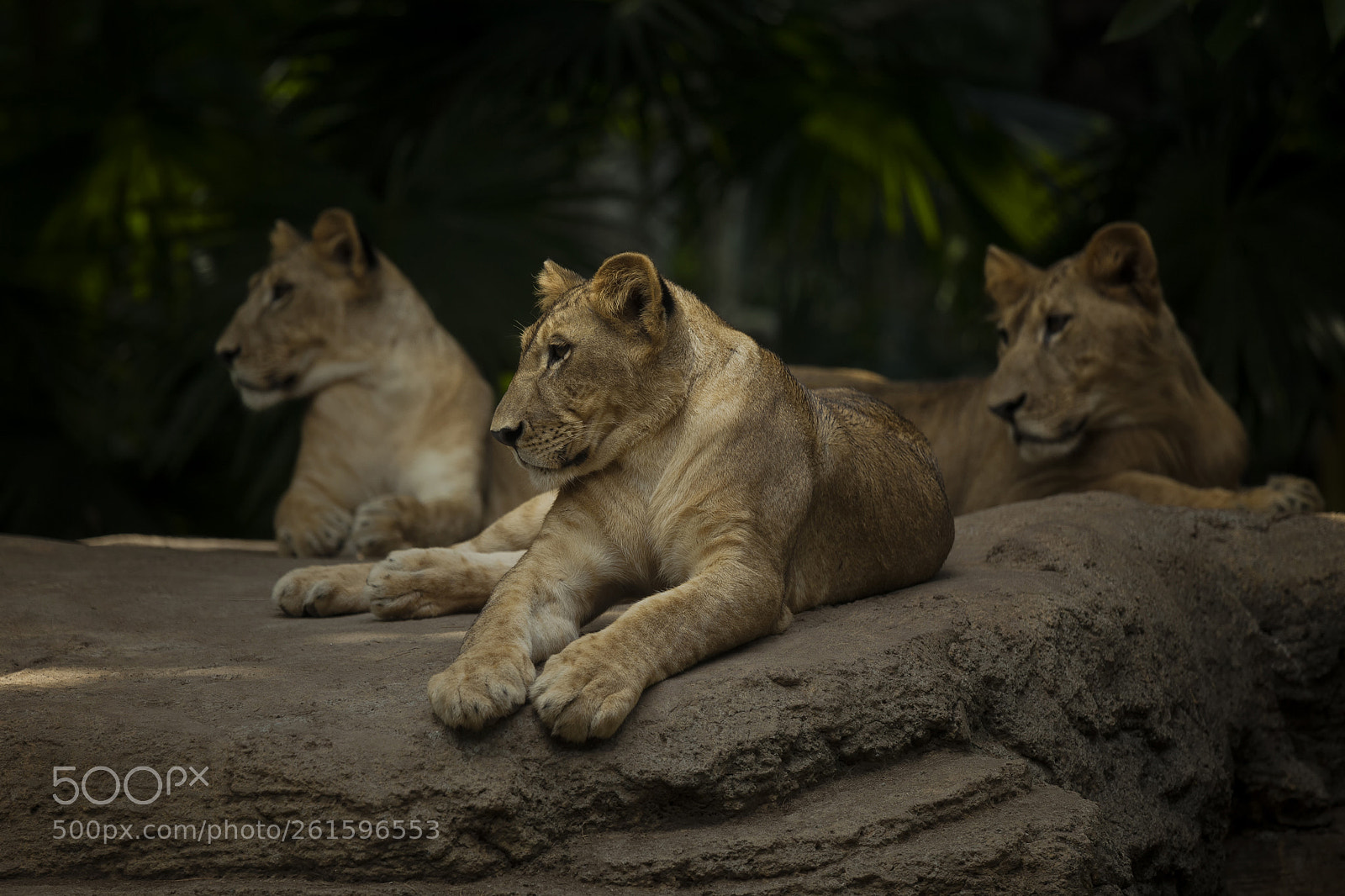 Canon EOS 5D Mark II sample photo. Relax for a moment photography