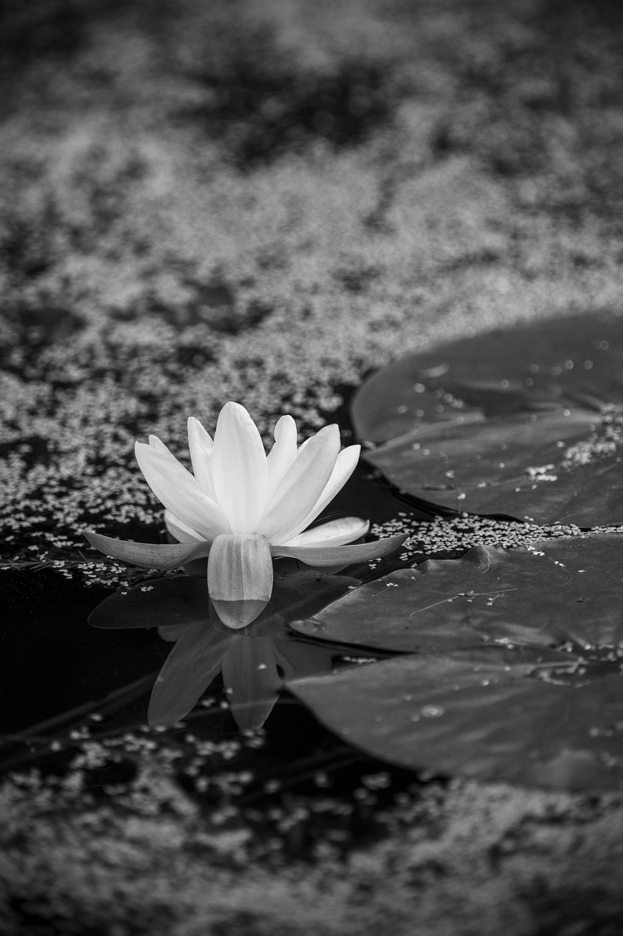 Nikon D4S sample photo. Ouverture photography