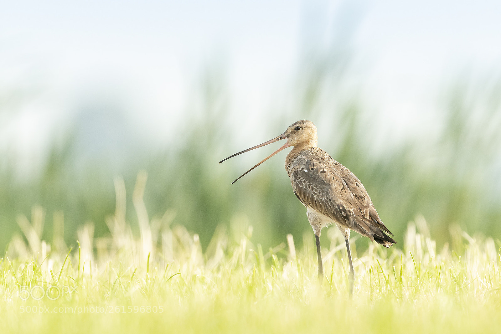 Nikon D500 sample photo. Black-tailed godwit calling photography