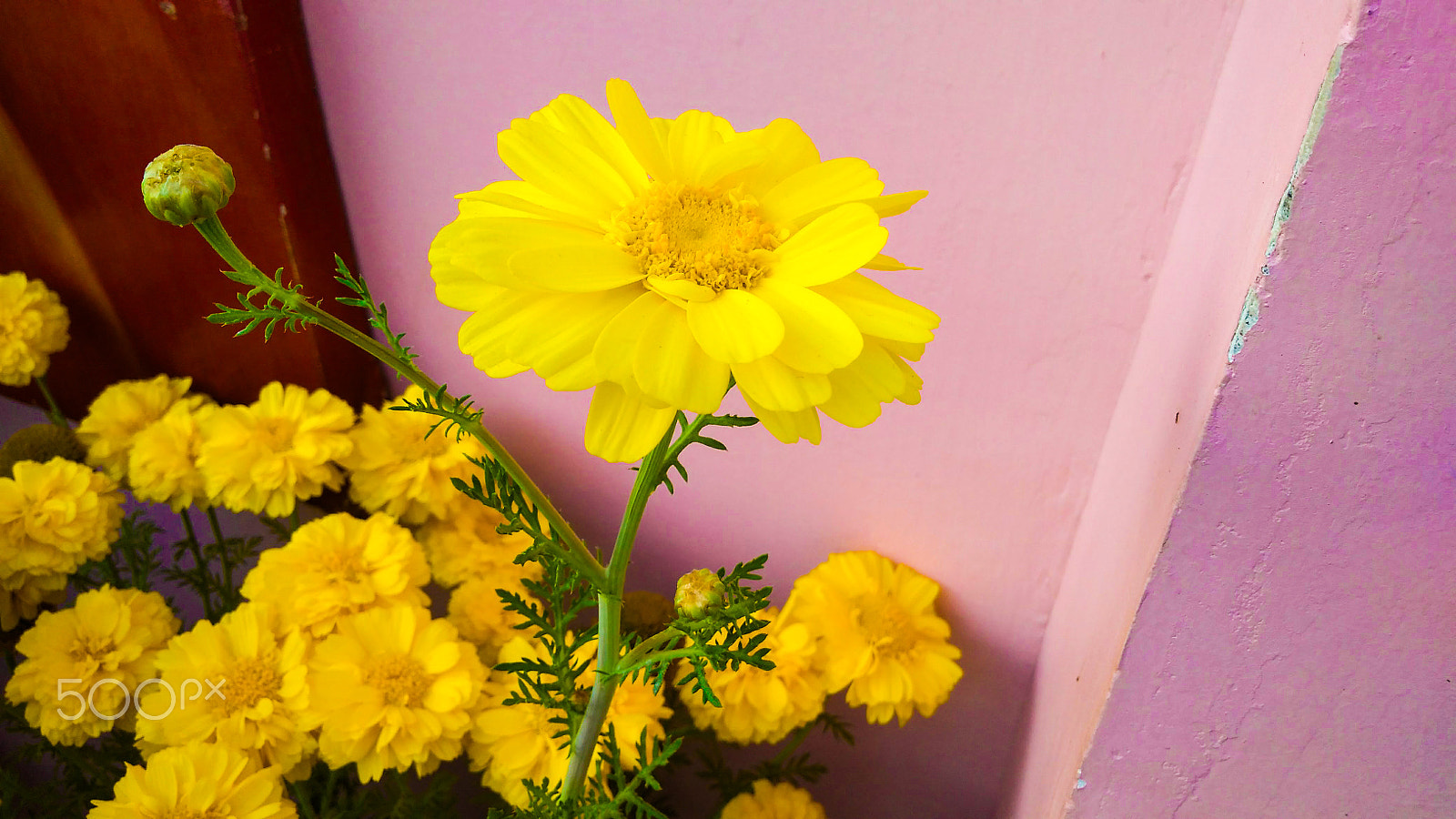 Xiaomi Redmi 4A sample photo. Yellow flower photography