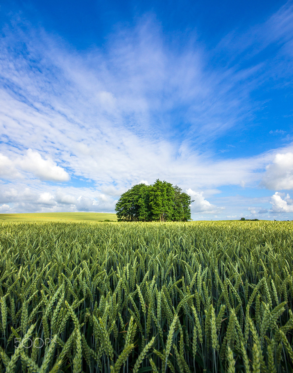 Sony Alpha DSLR-A500 sample photo. Summer cornfield photography