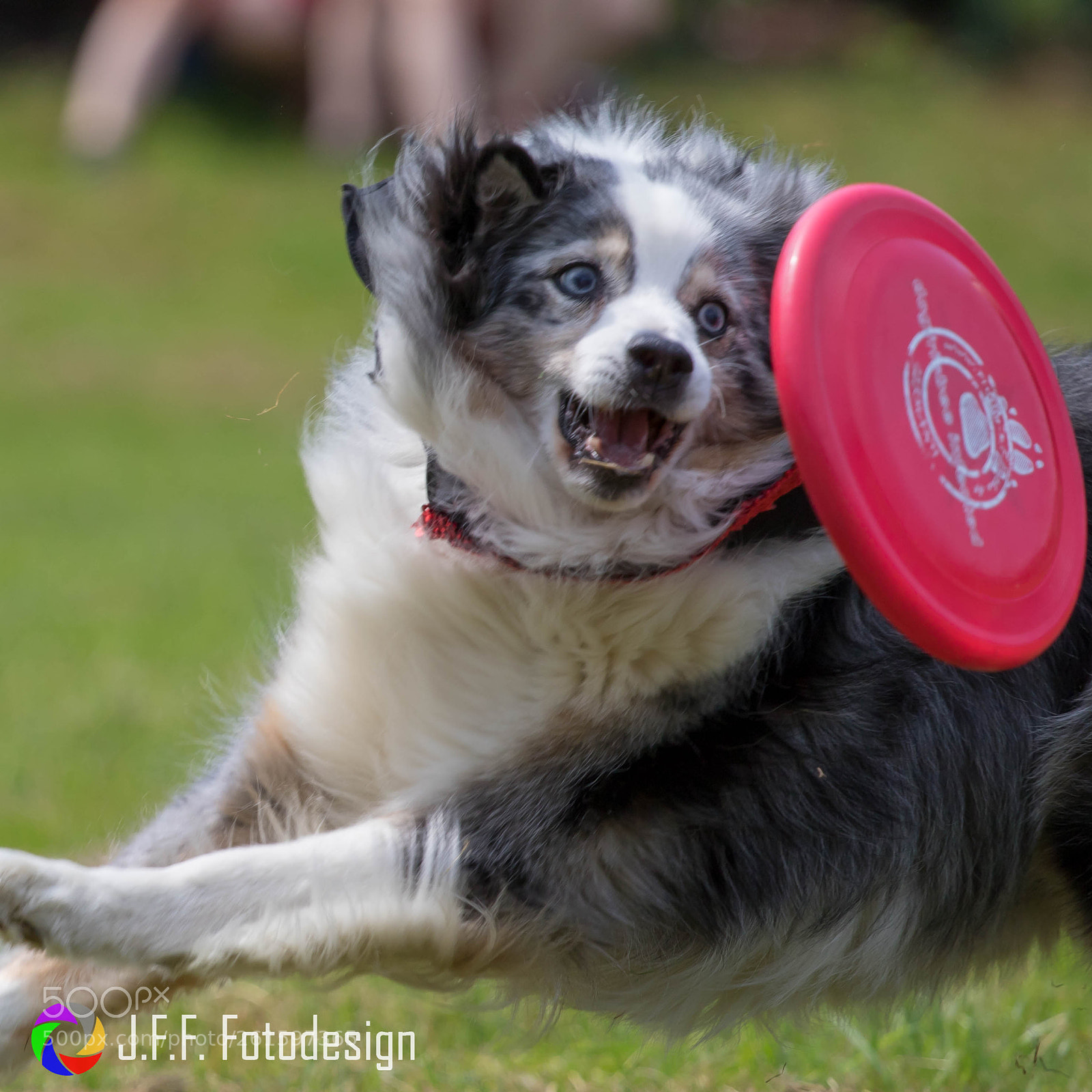 Canon EOS 7D Mark II sample photo. Hundefrisbee photography