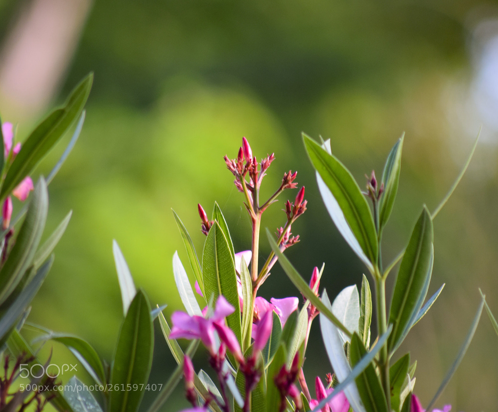 Nikon D5300 sample photo. Fleurs de lauriers-roses  photography