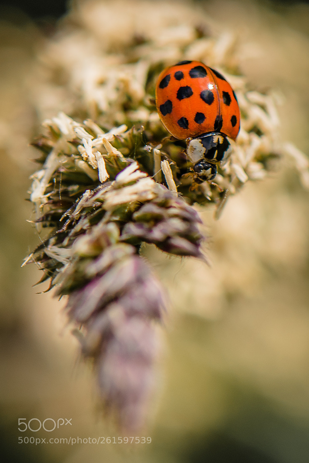 Nikon D500 sample photo. Ladybug photography